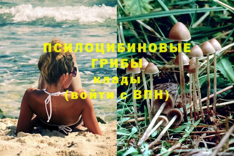 Псилоцибиновые грибы Psilocybine cubensis  блэк спрут   Углегорск 